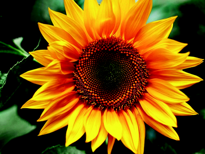 Картина за номерами Квітка сонця 40х50 см ART Line ZB.64145 фото
