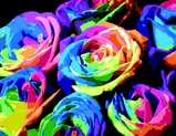 Картина за номерами Веселкові троянди 40х50 см ART Line ZB.64148 фото